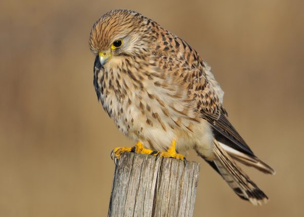 luces agradables Birding Doñana, Jaime Blasco