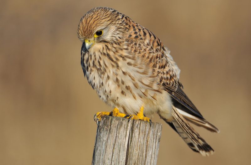 luces agradables Birding Doñana, Jaime Blasco