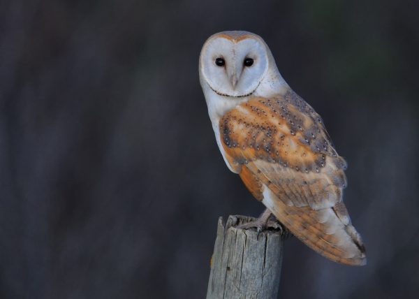 luz de la noche papel Birding Doñana, Jaime Blasco