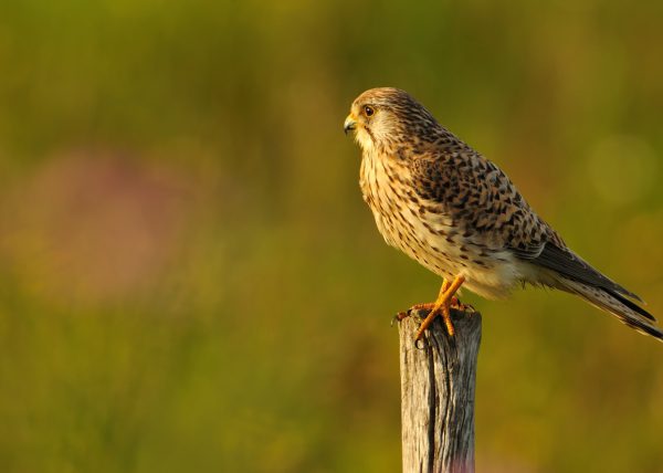 luz de lluvia Birding Doñana, Jaime Blasco