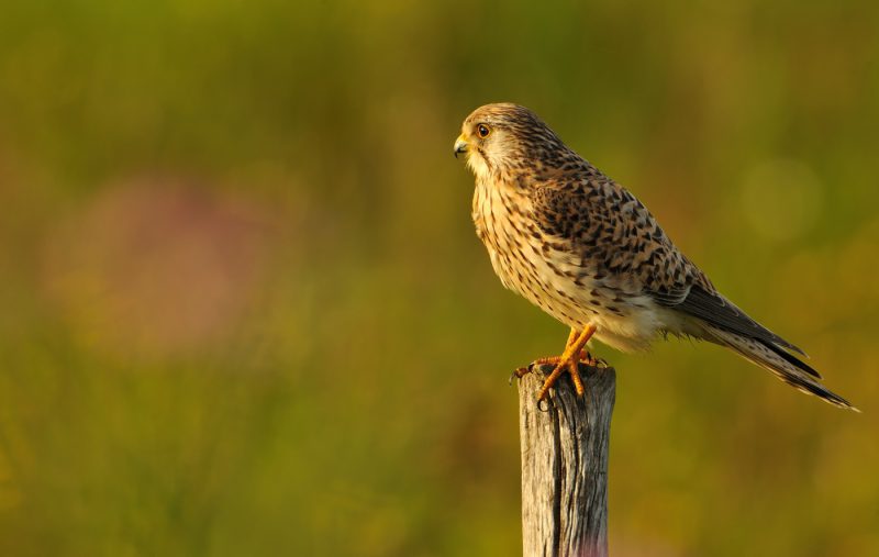 luz de lluvia Birding Doñana, Jaime Blasco