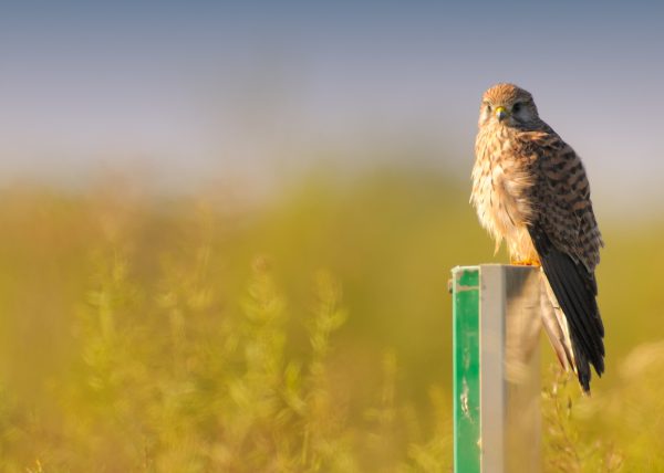 luz de mañana Birding Doñana, Jaime Blasco