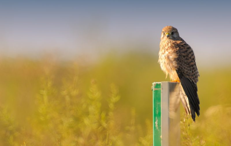 luz de mañana Birding Doñana, Jaime Blasco