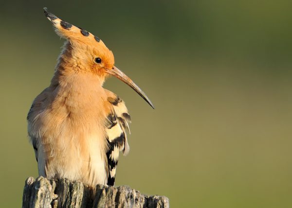 luz y estética Birding Doñana, Jaime Blasco