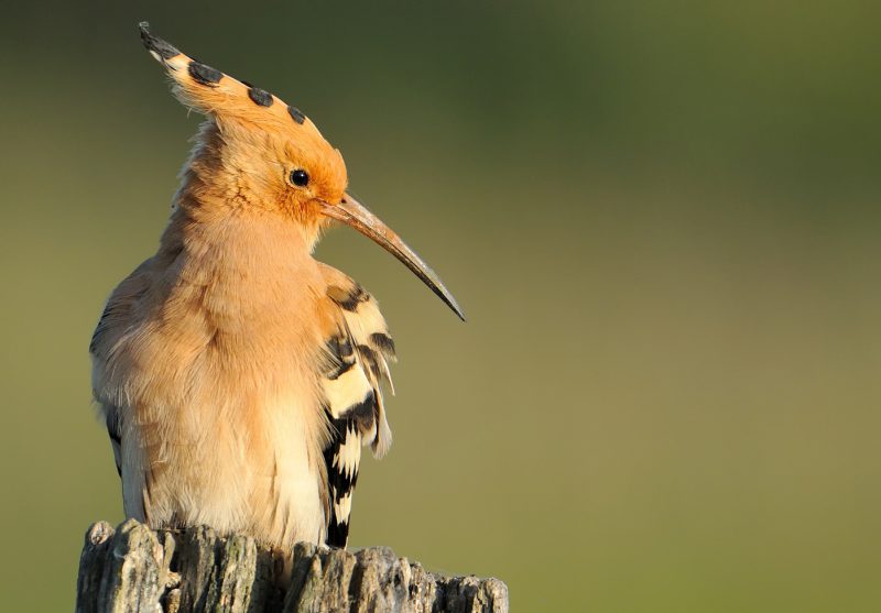 luz y estética Birding Doñana, Jaime Blasco