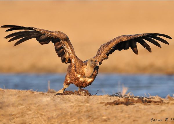 me voy Birding Doñana, Jaime Blasco