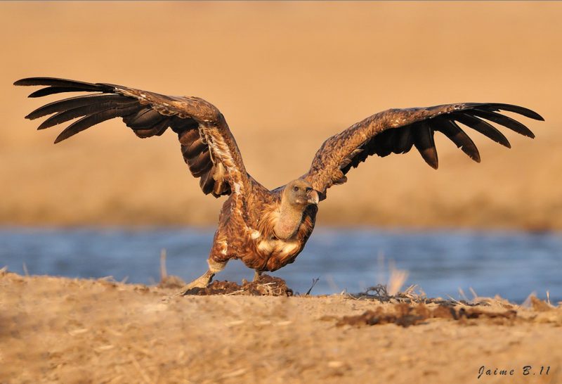 me voy Birding Doñana, Jaime Blasco