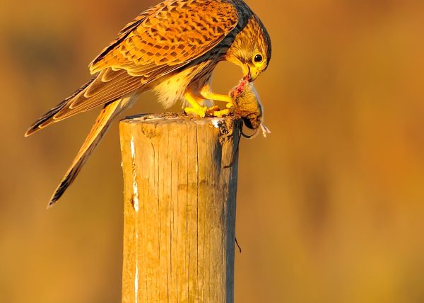 merienda-cena Birding Doñana, Jaime Blasco