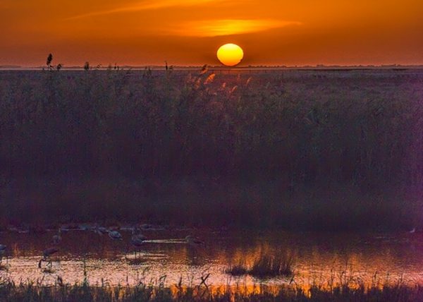 mirar desde lejos Birding Doñana, Jaime Blasco