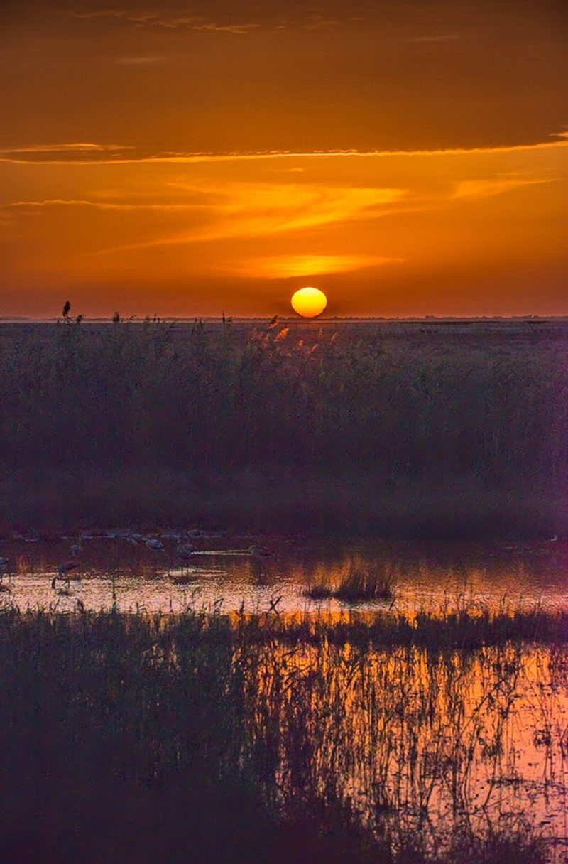 mirar desde lejos Birding Doñana, Jaime Blasco