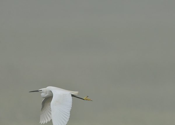 niebla Birding Doñana, Jaime Blasco