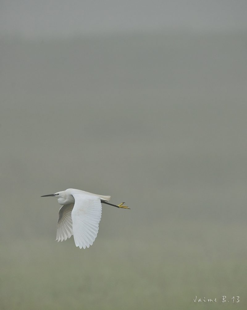 niebla Birding Doñana, Jaime Blasco