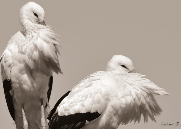 pareja y pluma Birding Doñana, Jaime Blasco