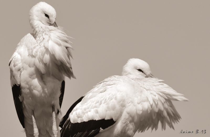 pareja y pluma Birding Doñana, Jaime Blasco