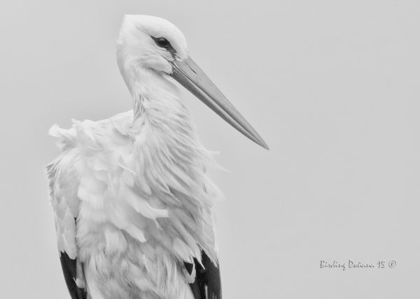 Portrait Birding Doñana, Jaime Blasco
