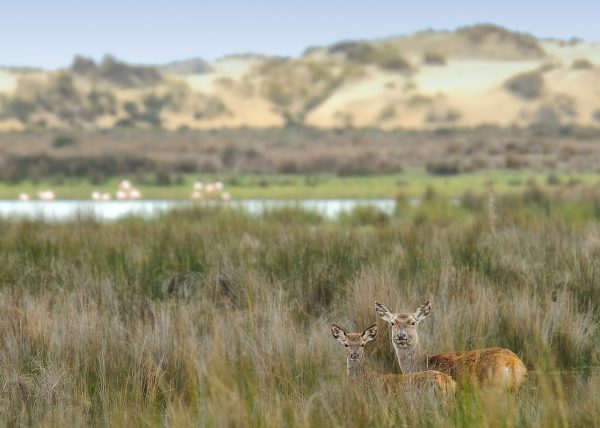 postal Birding Doñana, Jaime Blasco