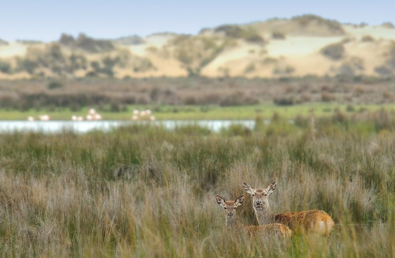 postal Birding Doñana, Jaime Blasco