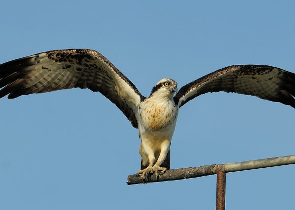 postureo Birding Doñana, Jaime Blasco