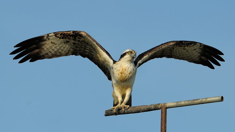 postureo Birding Doñana, Jaime Blasco