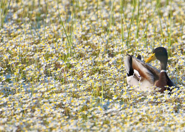 Primavera Birding Doñana, Jaime Blasco