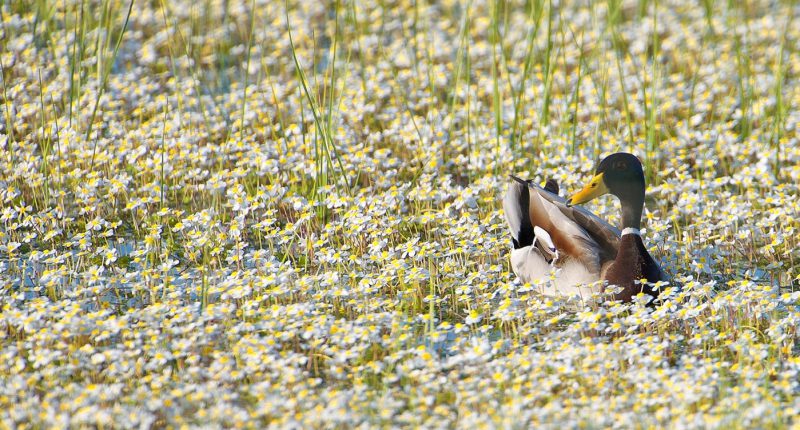 Primavera Birding Doñana, Jaime Blasco