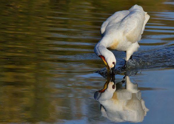 probando Birding Doñana, Jaime Blasco