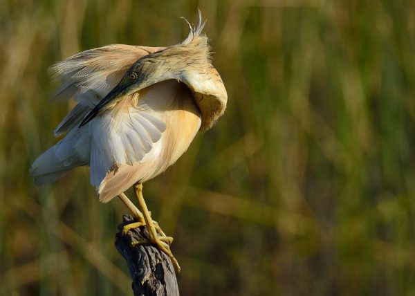 probando 2 Birding Doñana, Jaime Blasco