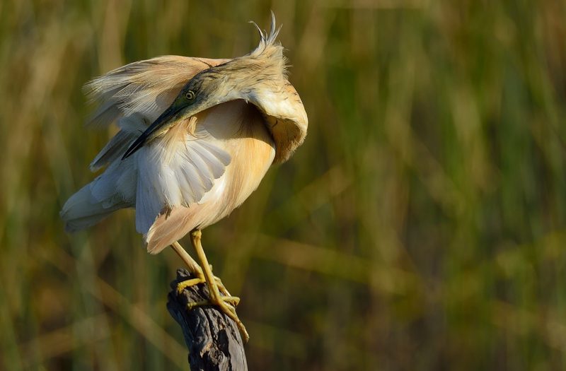 probando 2 Birding Doñana, Jaime Blasco