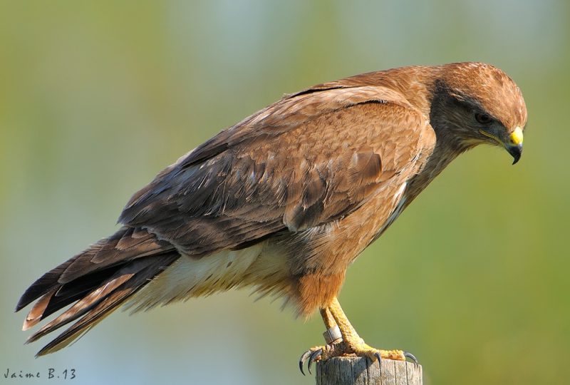 ratonero de primavera Birding Doñana, Jaime Blasco