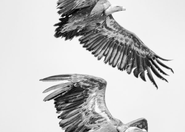 salto de buitres Birding Doñana, Jaime Blasco