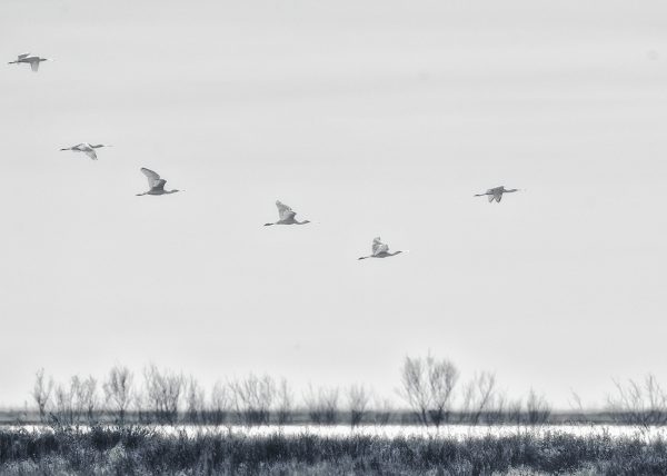 so o no el 300 Birding Doñana, Jaime Blasco