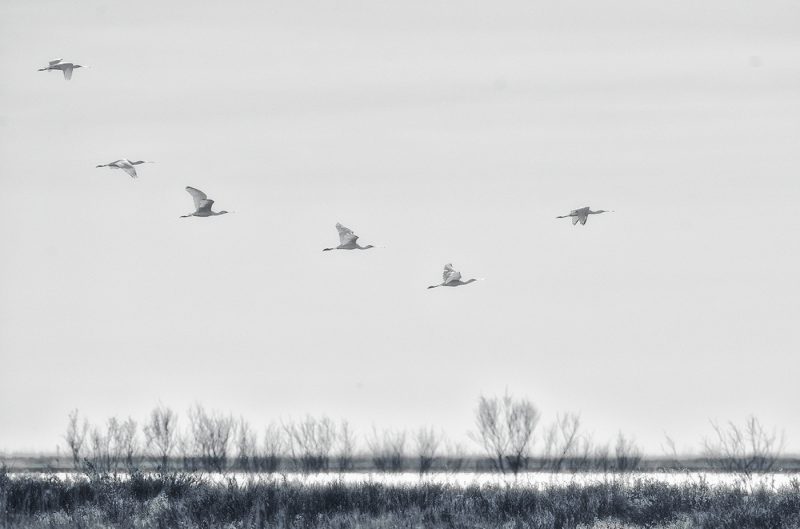 so o no el 300 Birding Doñana, Jaime Blasco