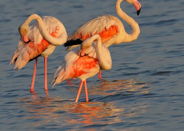 07:47 am Birding Doñana, Jaime Blasco