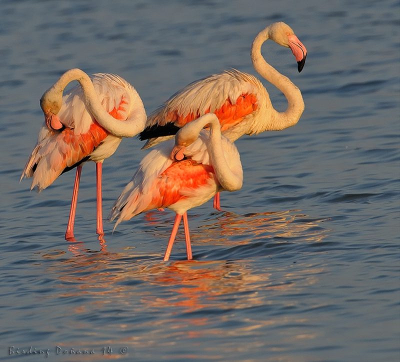 07:47 am Birding Doñana, Jaime Blasco