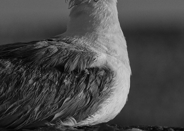 soleo de gaviota Birding Doñana, Jaime Blasco