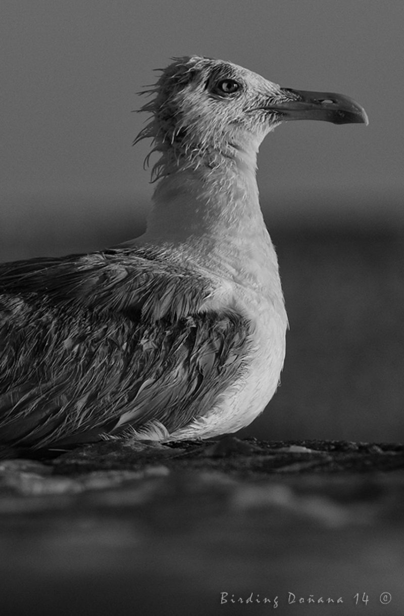 soleo de gaviota Birding Doñana, Jaime Blasco