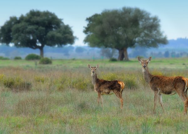 Topicazo Birding Doñana, Jaime Blasco