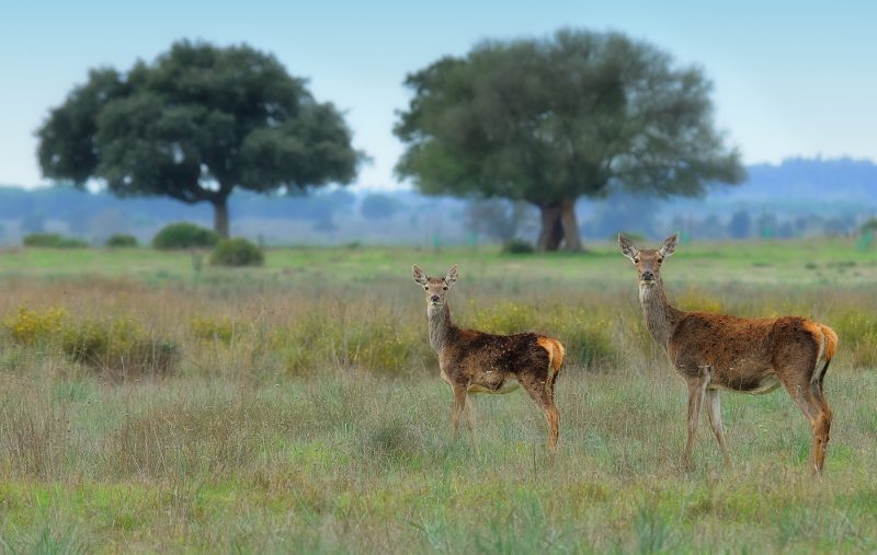 Topicazo Birding Doñana, Jaime Blasco