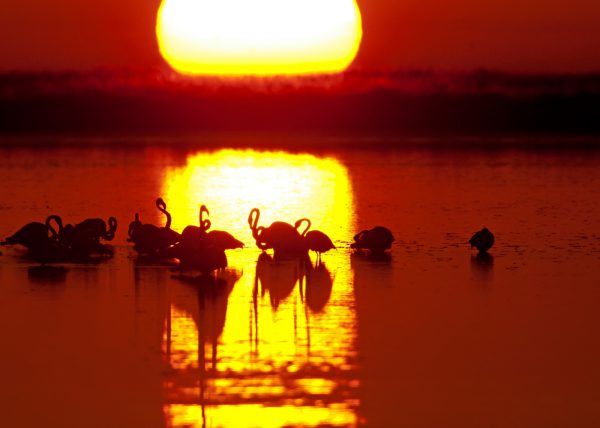 últimos minutos papel Birding Doñana, Jaime Blasco