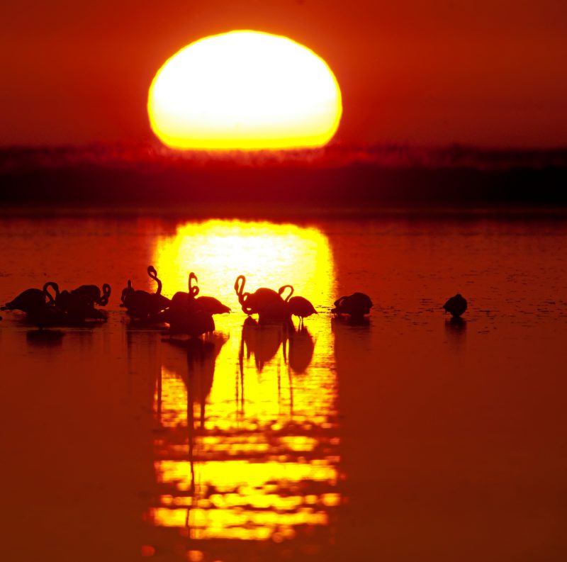 últimos minutos papel Birding Doñana, Jaime Blasco