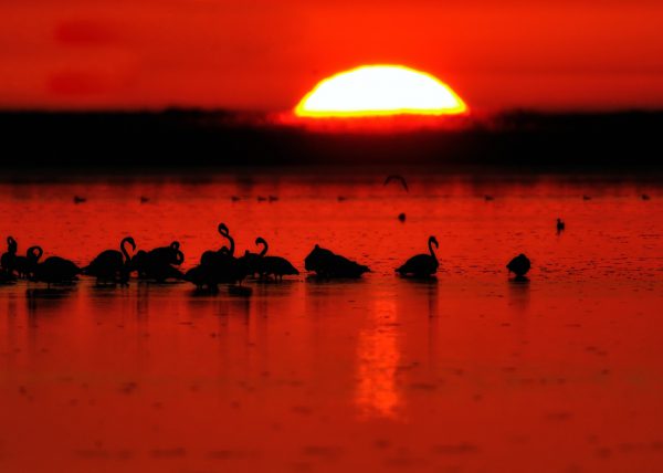 últimos segundos Birding Doñana, Jaime Blasco