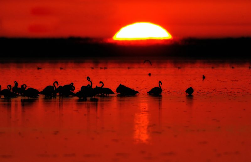 últimos segundos Birding Doñana, Jaime Blasco