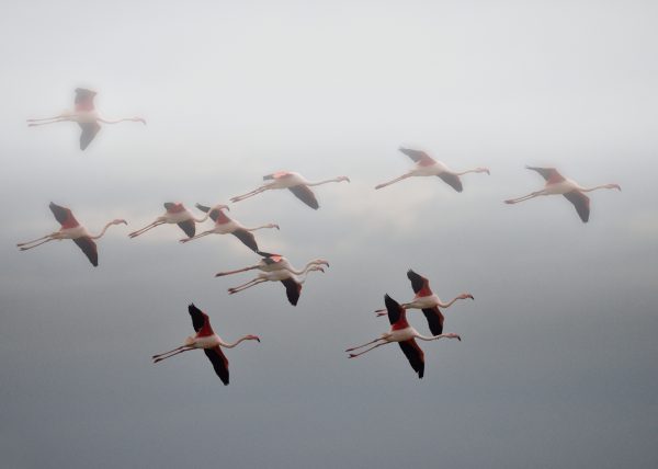 variaciones Birding Doñana, Jaime Blasco