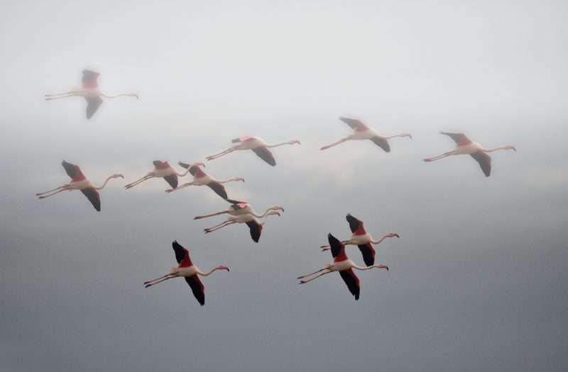 variaciones Birding Doñana, Jaime Blasco