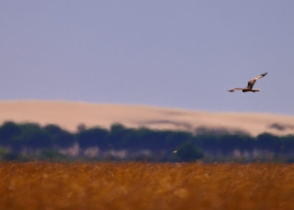 verano Birding Doñana, Jaime Blasco