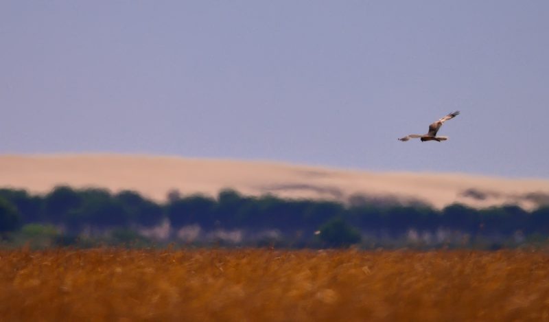 verano Birding Doñana, Jaime Blasco