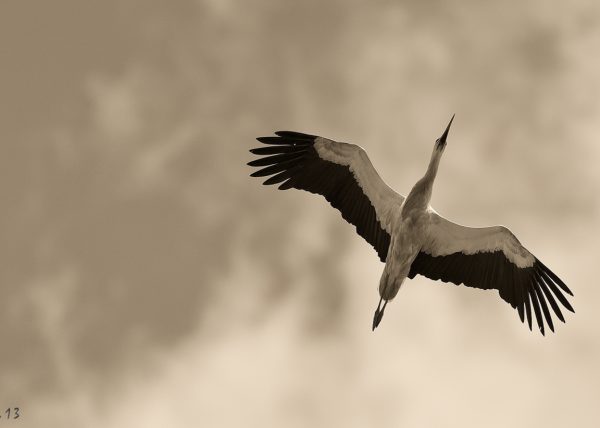 vuelo Birding Doñana, Jaime Blasco