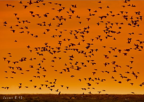 vuelo de ave en Doñana Birding Doñana, Jaime Blasco