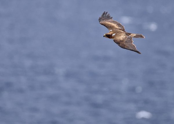 vuelos bajos Birding Doñana, Jaime Blasco