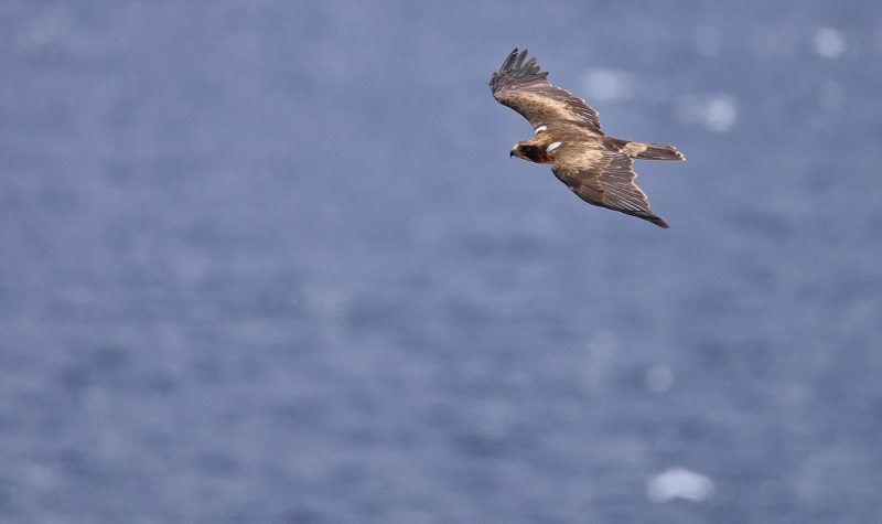 vuelos bajos Birding Doñana, Jaime Blasco